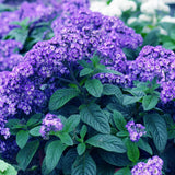 Heliotrope Seeds, Heliotropium Arborescens Rare bonsai flowers Perennial Fr