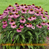 Echinacea 'Maui Sunshine' Coneflower Flower Seeds, 20 Seeds/Pack, Mini Powd