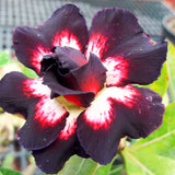 New arrive RANTON GARDEN 5 PCS "Purple knighthood" Adenium Obesum seeds qua