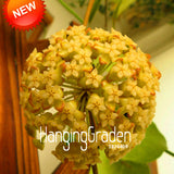 Sale!Hoya Seeds,Potted Hoya Carnosa Flower Seed Garden Plants Perennial Pla