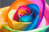 (Mix minimum order $5) 100 pcs Seeds Rare Holland Rainbow Rose,Flower Home