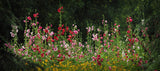 Flower seeds Hibiscus syriacus, Althaea seeds, Rose of Sharon Mallow Ketmie