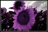 new Wholesale rare purple sunflower seeds, 100/PCS can wholesale, beautiful