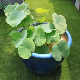 flower seeds Bonsai Lotus/water lily flower/Bowl   Pond Lotus seeds/Light G