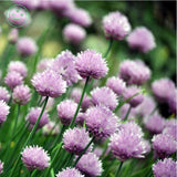 Free Shipping 1 Packs 50 of Purple Ezo Onions Chive Seeds,Allium Schoenopra