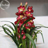 Rare Wild Orchids Dark Red Colors Perennial Flowers, 100 Seeds, light fragr