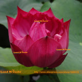 Flower Seeds, Pond Plants Lotus Seeds, 1 Seeds/pack, Rose Red Nelumbo Nucif