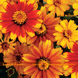 Zahara Sunburst Zinnia Flower Seed, 50 Seeds/Pack, Orange Stripes Grow Thic