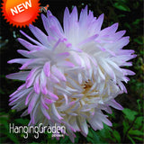 New Arrival!100 Seed/pack White Purple Callistephus Chinensis Flower Seeds