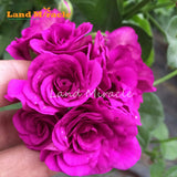 LAND MIRACLE 5PCS Rare Geranium Seeds Purple Rose Pelargonium Perennial Flo