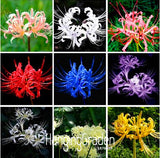 New Fresh Seeds Lycoris Seeds Potted Seed Lycoris Flower Seed Garden Plants