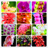 Lowest Price! 100 Seeds/Bag Cymbidium orchid seeds,bonsai flower seeds,plan