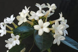 Flower seeds JASMIN DE MADAGASCAR (Stephanotis Floribunda)Z520 WAX FLOWER S