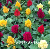 Celosia Cockscomb Plume Flower Mixed Color 100 Seeds Very Easy to Grow Exc