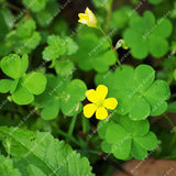 ZLKING 200pcs Lucky Four Leaf Clover Grass Bonsai Seeds Decoration Grow You