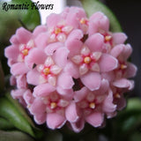 Hot Sale 2015 22 Colors Rare Hoya Seeds Flower Seeds 50pc/Pack Bonsai Seeds