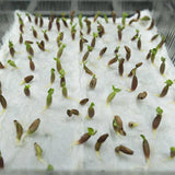 RANTON GARDEN 5 PCS "DOUBLE YELLOW" Adenium Obesum seeds quality Desert Ros