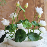 Flower seeds Multicolor lotus seeds hydroponic plants aquatic flowers mini