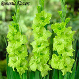 Free Shipping 50 Seeds / Pack , Rare Sword Lily Seeds Of Different Perennia