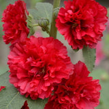 Sales promotion! hollyhock seeds, cheap flower seeds mixed color 50/lot Fre