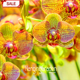 Best Selling!50seeds/bag Yellow Phalaenopsis Seeds Perennial Flowering Plan