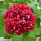 LAND MIRACLE Red Appleblossom Geranium Perennial Flower Seeds, 5 Seeds, Rar