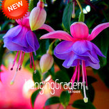 Big Promotion!Purple+Red bell flowers Fuchsia Seeds Potted Flower Seeds Pot