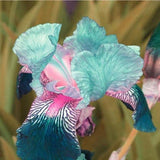 Sale! Free Shipping , Hot Selling ,100 Pink Iris Seeds, Popular Perennial G