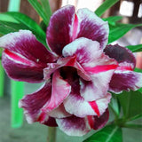 New arrive RANTON GARDEN 5 PCS "The Dreamlike" Adenium Obesum seeds quality