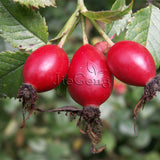Rosa Canina Seed * 1 Packet  ( 5 Seeds ) * Dog Rose * Rose Hips * Herb Seed