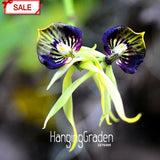 Hot Sale!Yellow Octopus Orchid  China Rare Flower Seeds For Home Garden Pla