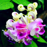 New Seeds 2017! 20 Pcs/Pack Rare Japanese snail vine seeds bonsai DIY home