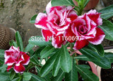 Free shipping 6pcs rose bonsai desert rose seeds sementes adenium obesum se