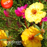 Big Sale!200 Seeds/lot Yellow Plena Portulaca Seed Balcony Garden Potted Pl