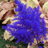 BELLFARM Dark Blue Astilbe Chinensis Perennial Flower Seeds, 100 seeds, rar