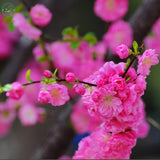 New Home Garden Bonsai Plant 12 Seeds FLOWERING ALMOND Prunus Triloba Flowe