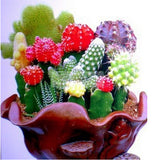 Multifarious Ornamental Plants 100 Mixed Cactus Seeds attractive impressiv