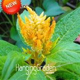 New Arrival!200 PCS/Pack Colorful Pteris Cockscomb (celosia spicata) Seeds