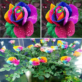 Flower seeds bonsai ClimbingRose flower seedling seed rose plants balcony b