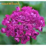 LAND MIRACLE 5 PCS  Rare Geranium Seeds Appleblossom Rosebud Pelargonium Pe