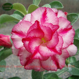 New arrive RANTON GARDEN 20 PCS "Mix Multi Lobe" Adenium Obesum seeds quali