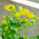 Calceolaria uniflora seeds 100pcs Aliens Flower seeds Garden DIY Bonsai Exo