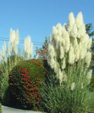 Heirloom Seeds Rare variety of colors Pampas Grass Seeds Ornamental Plant F