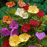 Flower seeds Multicolored Jasmine Flower Seed Four O'clock Mirabilis Jalapa