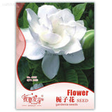 Heirloom White Fragrant Gardenia CapeJasmine Flower, Original Pack, 20 Seed