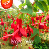 Big Promotion!Red Fuchsia Seeds Potted Flower Seeds Potted Plants Hanging F