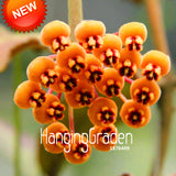 Loss Promotion!Home Bonsai Seeds Rare Hoya Orchid,Hoya Carnosa Seeds Orchid