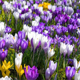 Saffron Flower Seeds,Saffron Crocus 20 Seeds/bag-in Bonsai from Home & Gard