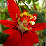 BELLFARM Passiflora coccinea Red Passion Flower Seeds, 30 seeds, profession