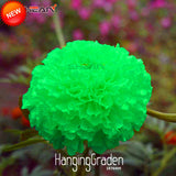 Best Selling!Green Maidenhair Flower Seeds Potted Herb Garden Marigold Chry